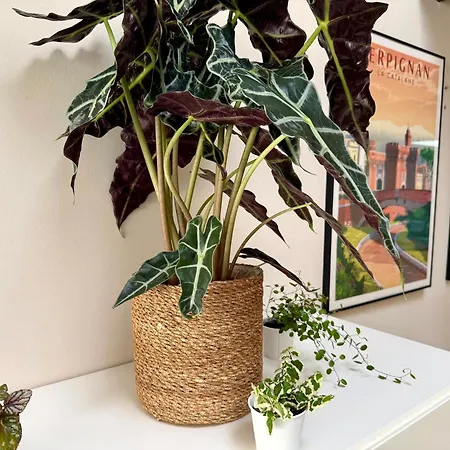 Apartmán Le Nid De L'avenir Perpignan